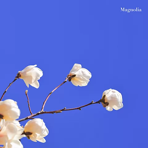 에이든 magnolia