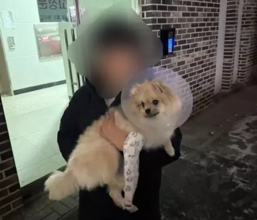 강아지 학대