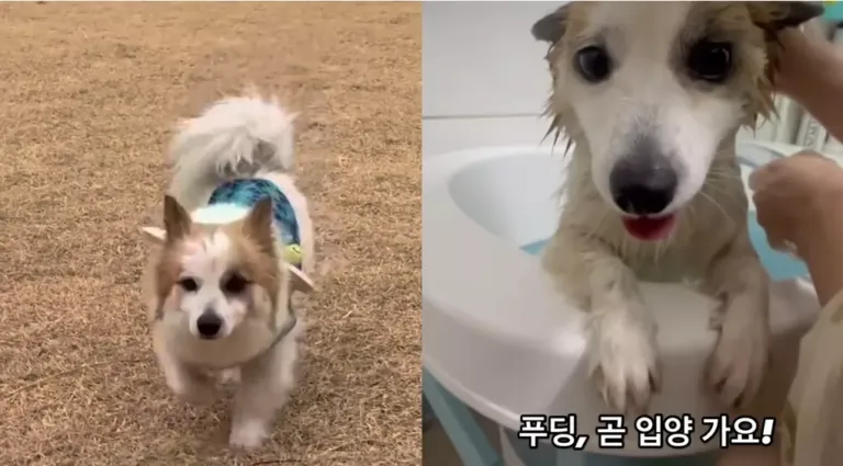 푸딩이