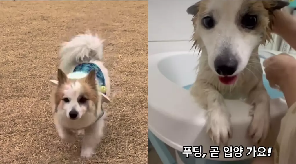 푸딩이