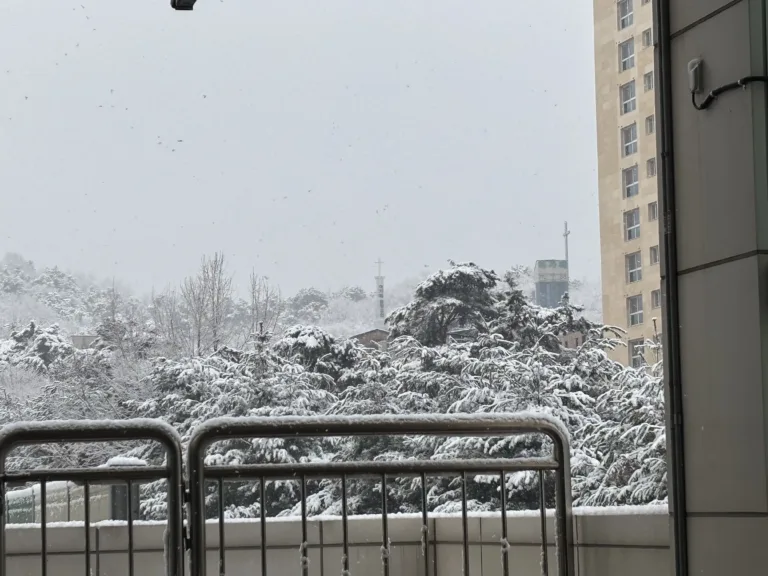 눈이 쌓인 나무