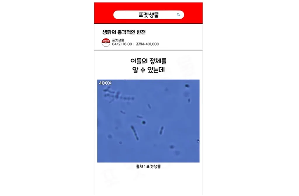 생닭
