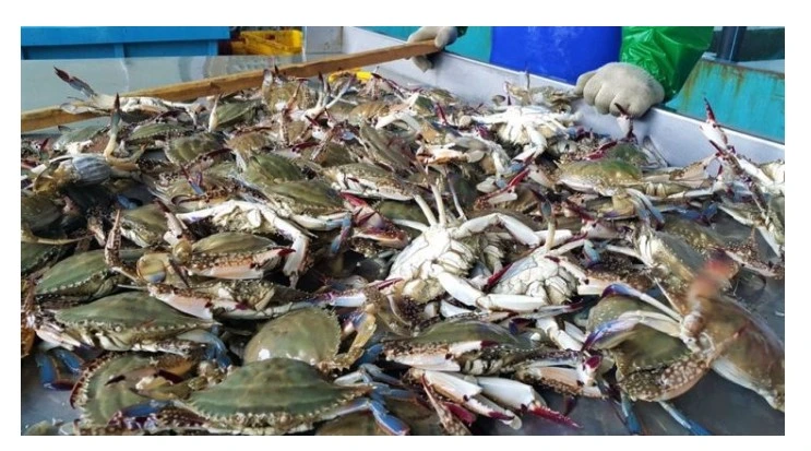 진도 꽃게