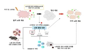 세포