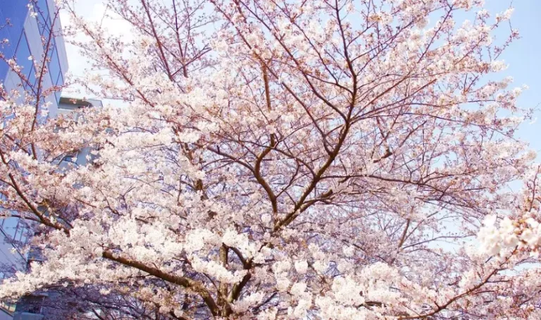 벚꽃