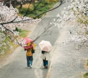 주말인 4월 19일 토요일, 전국이 흐린 가운데 봄비가 내리겠고 중부를 중심으로 돌풍과 천둥·번개가 동반되겠다.