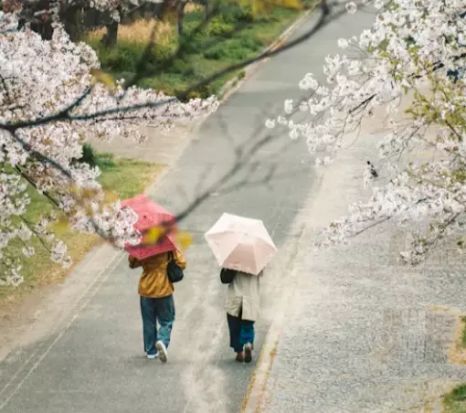 주말인 4월 19일 토요일, 전국이 흐린 가운데 봄비가 내리겠고 중부를 중심으로 돌풍과 천둥·번개가 동반되겠다.