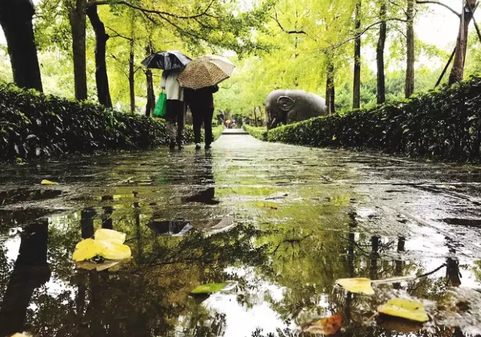비가 내리는 숲.