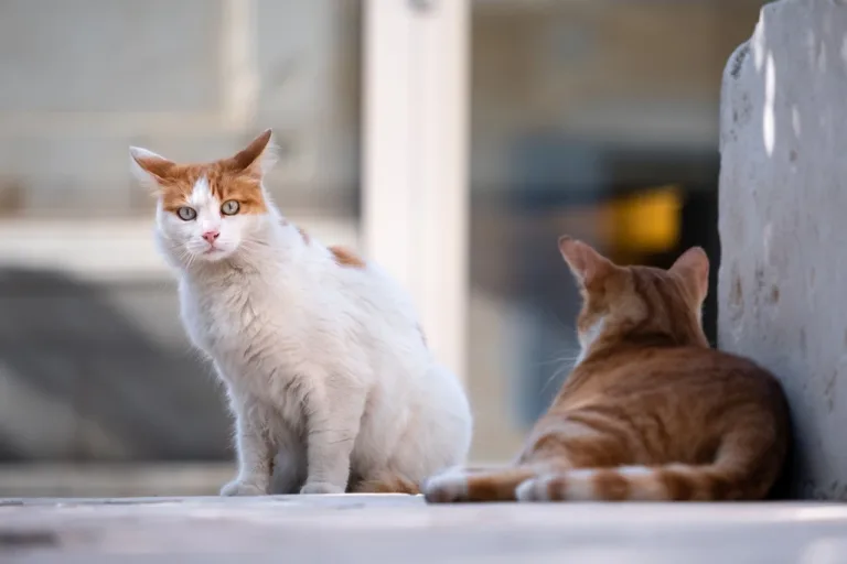 길을 잃은 고양이.