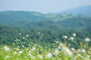 미세먼지