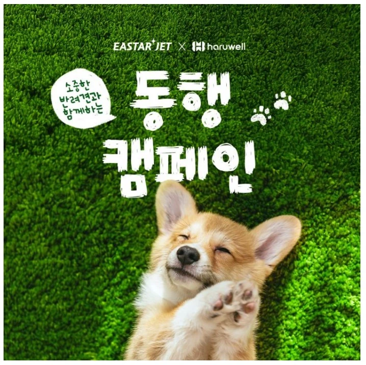 이스타항공 반려견