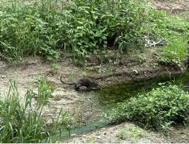 수달