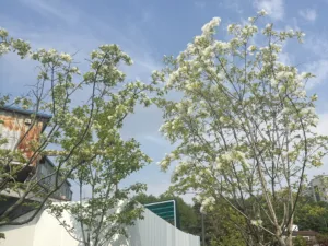 맑은 날 하늘 아래 산책로 양쪽에 심어진 나무 위로 꽃이 핀 모습.