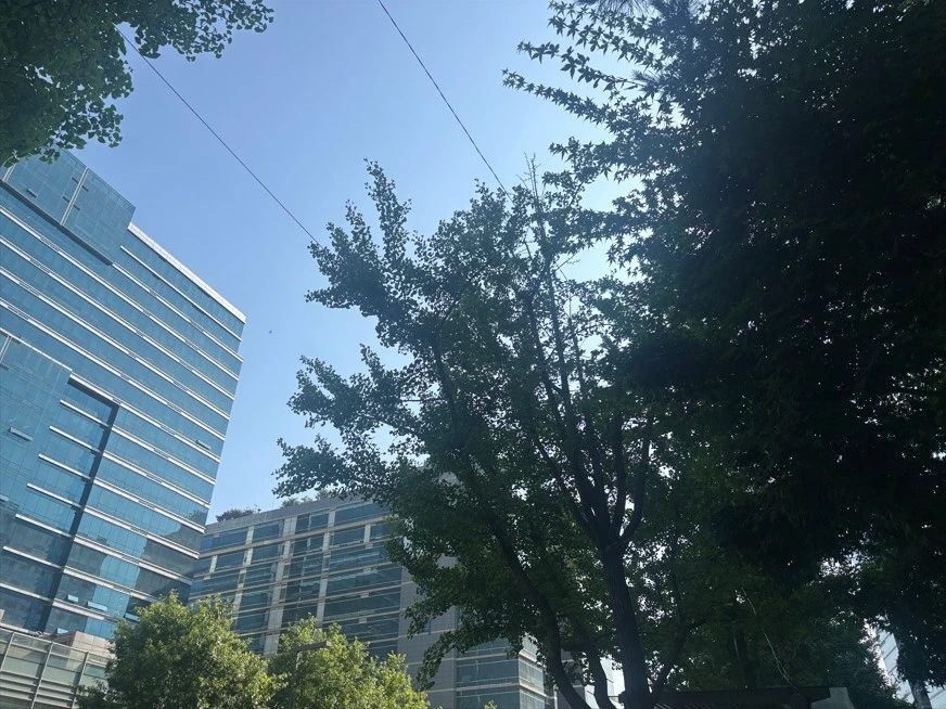 장맛비