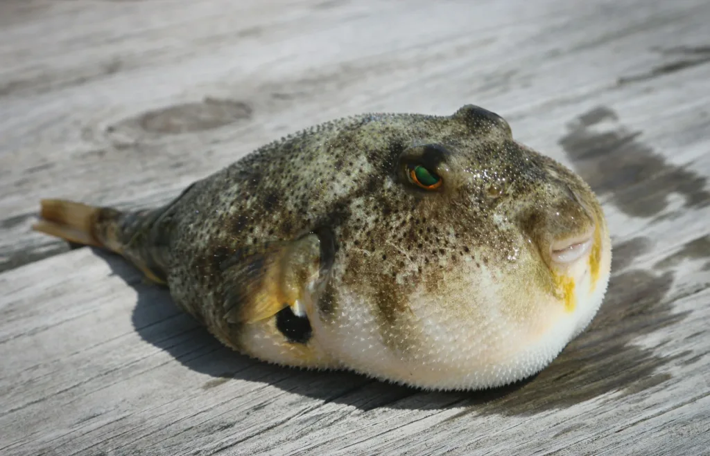 복어