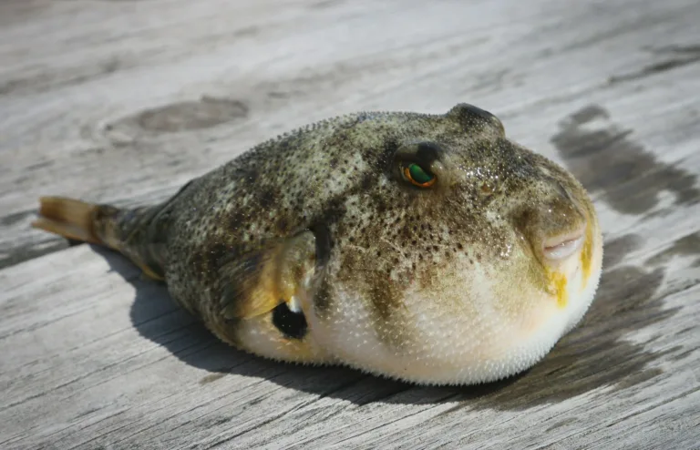 복어