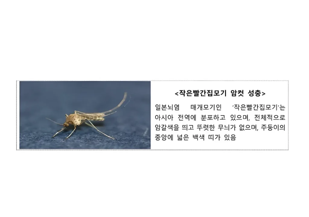 일본뇌염
