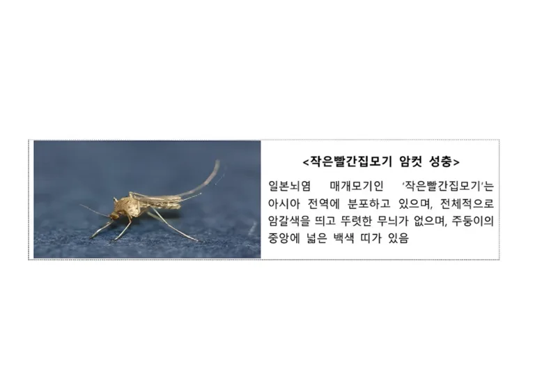 일본뇌염