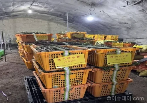 중국산 농산물