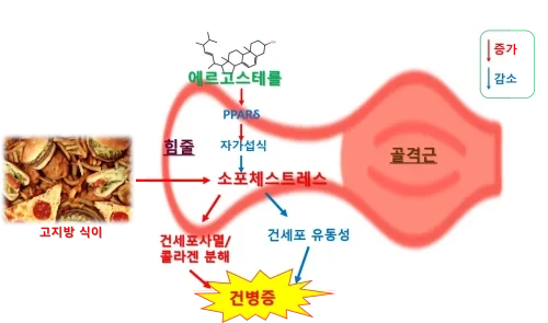 에르고스테롤