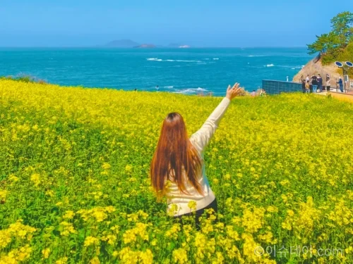 봄꽃
