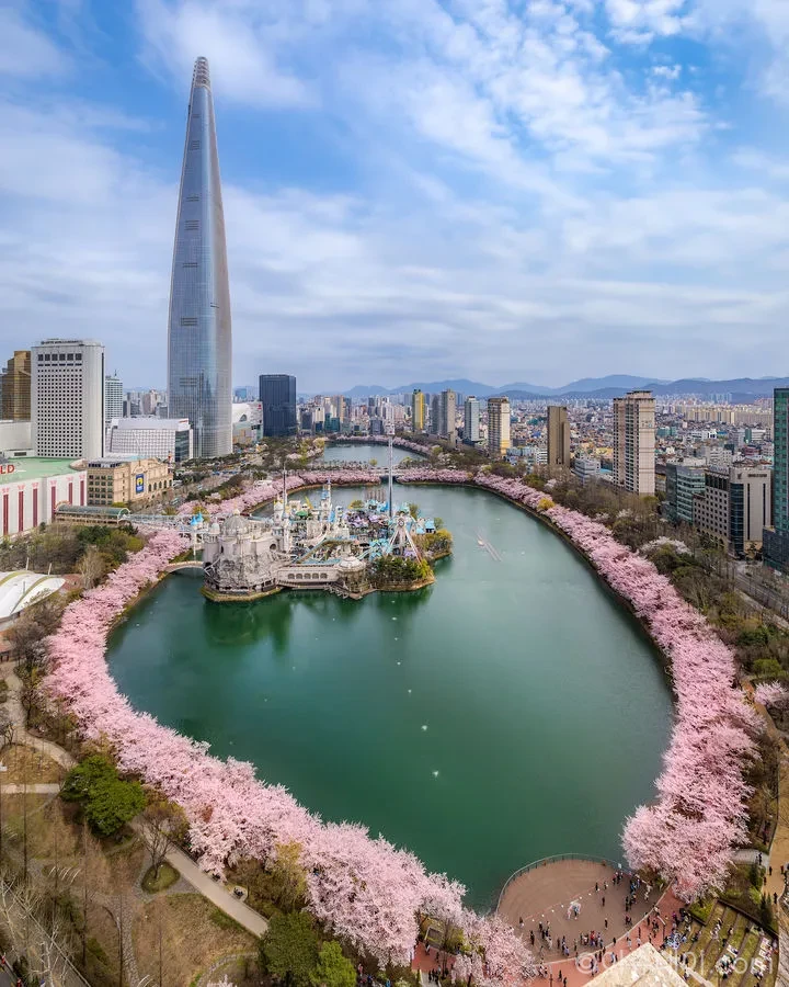 벚꽃