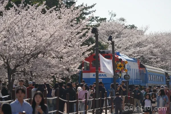진해군항제