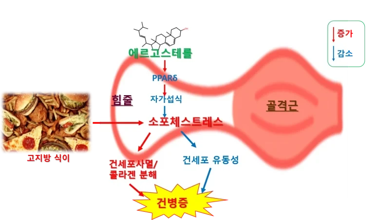 에르고스테롤