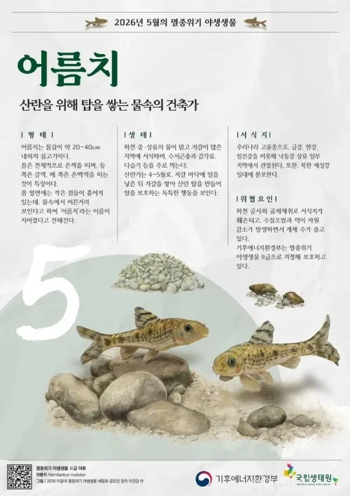 기후에너지환경부가 멸종위기 야생생물 Ⅱ급 ‘어름치’를 5월 이달의 생물로 선정했다. 서식지 감소가 주요 원인이다.