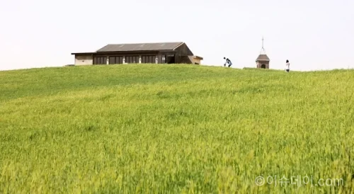보령 촬영지 청보리밭, 청소역, 오천항