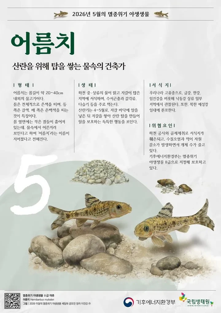 기후에너지환경부가 멸종위기 야생생물 Ⅱ급 ‘어름치’를 5월 이달의 생물로 선정했다. 서식지 감소가 주요 원인이다.