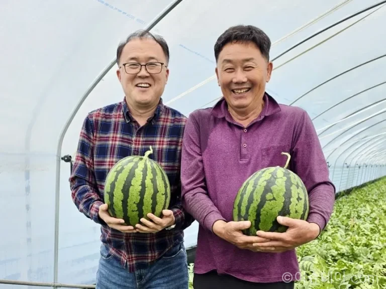 수박 시즌이 4월로 앞당겨지며 연중 소비로 변화. 유통업계는 당도, 산지, 배송 경쟁을 통해 시장 선점에 나섰다.