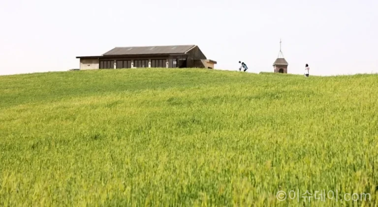 보령 촬영지 청보리밭, 청소역, 오천항