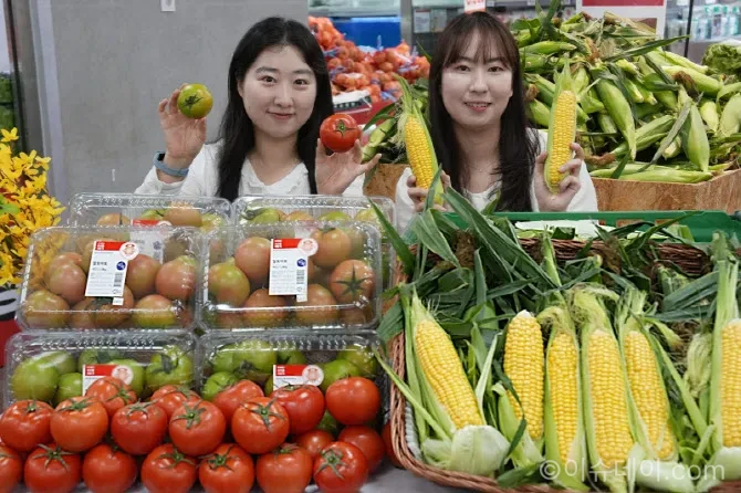 롯데마트가 강원 찰토마토와 초당옥수수 판매 시기를 예년보다 앞당겼다. 기후 변화에 따른 농산물 조기 출하와 유통업계 얼리 시즌 경쟁 흐름까지 정리했다.