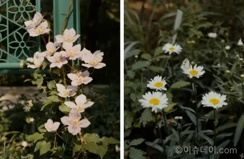 디올이 서울 도심에 특별한 정원 산책로 Garden of Dreams를 선보인다. 크리스챤 디올의 그랑빌 정원과 한국 전통 꽃살문, 조경가 정영선의 감각이 결합된 공간이다.