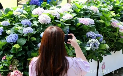 강진군이 2026년 6월 10일부터 8월까지 ‘2026 강진 반값여행’을 운영한다. 강진 외 지역 청년 1인 여행객은 3만 원 이상 소비 시 사용금액의 70%, 최대 14만 원을 모바일 강진사랑상품권으로 지원받을 수 있다.