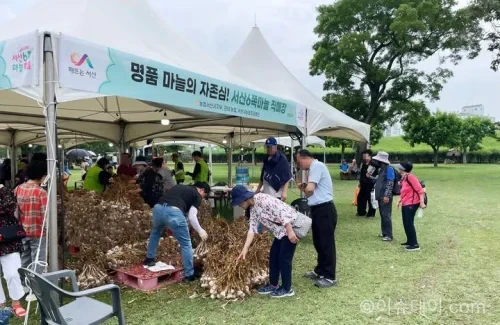 서산6쪽마늘축제