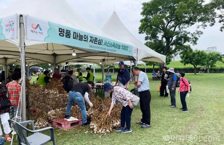 서산6쪽마늘축제