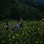 무주군이 2026년 6월 3일부터 14일까지 반딧불이 신비탐사를 진행한다. 예약 방법, 참가비, 무주사랑상품권 환급, 반디플리마켓 정보를 정리했다.