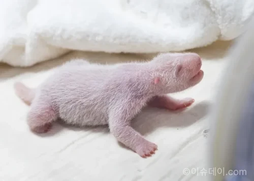 에버랜드에서 2026년 6월 3일 아이바오와 러바오 사이 암컷 아기 판다가 태어났다. 푸바오와 쌍둥이 판다 루이바오·후이바오에 이은 국내 세 번째 자이언트 판다 자연번식 성공 사례다.