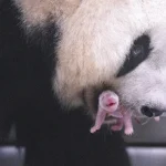 에버랜드에서 2026년 6월 3일 아이바오와 러바오 사이 암컷 아기 판다가 태어났다. 푸바오와 쌍둥이 판다 루이바오·후이바오에 이은 국내 세 번째 자이언트 판다 자연번식 성공 사례다.