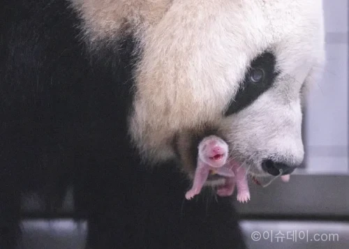 에버랜드에서 2026년 6월 3일 아이바오와 러바오 사이 암컷 아기 판다가 태어났다. 푸바오와 쌍둥이 판다 루이바오·후이바오에 이은 국내 세 번째 자이언트 판다 자연번식 성공 사례다.