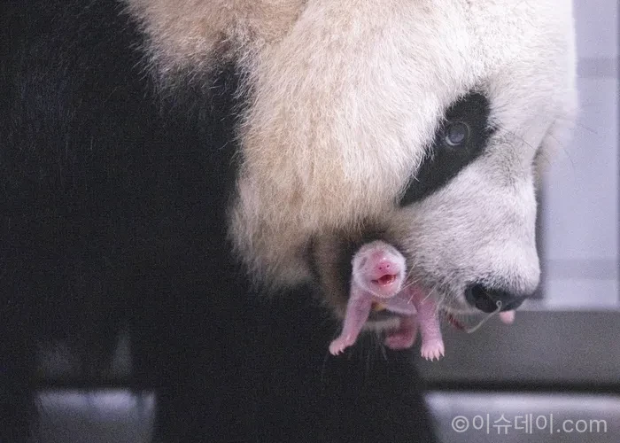 에버랜드에서 2026년 6월 3일 아이바오와 러바오 사이 암컷 아기 판다가 태어났다. 푸바오와 쌍둥이 판다 루이바오·후이바오에 이은 국내 세 번째 자이언트 판다 자연번식 성공 사례다.