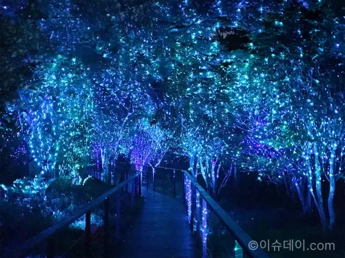 반딧불 조명과 일루미네이션으로 물든 제주 곶자왈 산책로