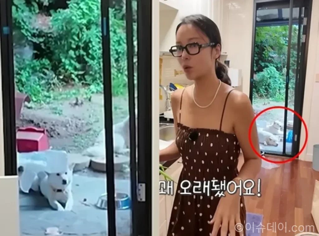 황정음 강아지 논란, 안락사 위기 유기견 입양했는데 폭염 속 마당 모습 갑론을박