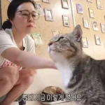 김정난 유기묘 보호소 방문