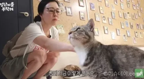 김정난 유기묘 보호소 방문
