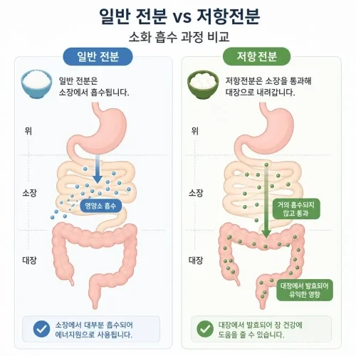 일반전분과 저항전분 비교