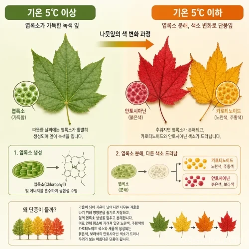 기온이 5도 이하로 떨어지면서 나뭇잎이 붉고 노랗게 변하는 과정을 보여주는 과학 일러스트