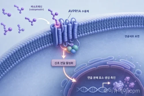 바소프레신이 연골세포의 AVPR1A 수용체에 결합하여 연골 분해 효소 생성을 촉진하는 메커니즘